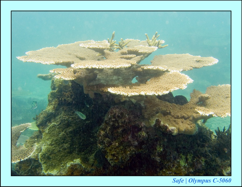 2008 - 07 - Perhentian - 015